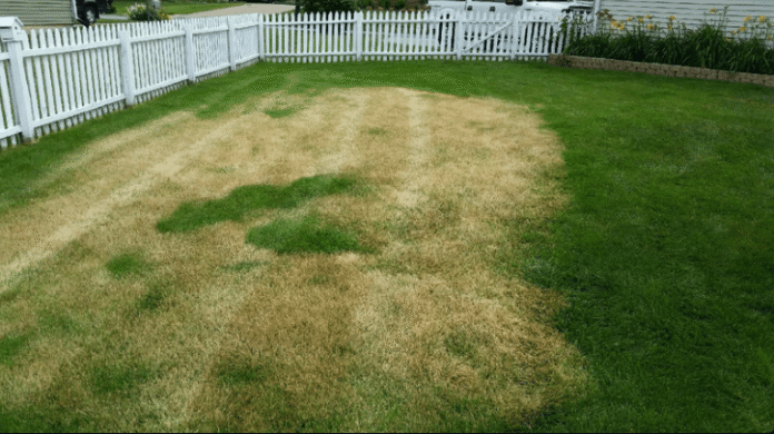 fence for dogs fence for dogs